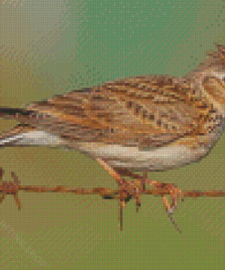 Eurasian Skylark Bird Diamond Painting