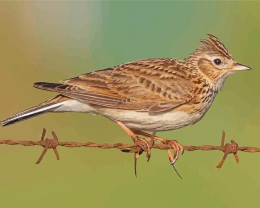 Eurasian Skylark Bird Diamond Painting