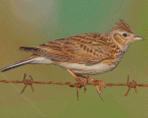 Eurasian Skylark Bird Diamond Painting