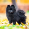 Mini Black Pomeranian Diamond Painting