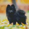 Mini Black Pomeranian Diamond Painting