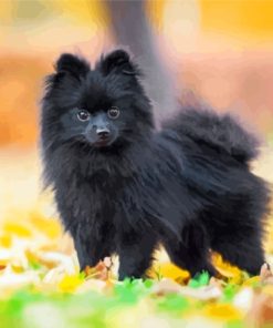 Mini Black Pomeranian Diamond Painting