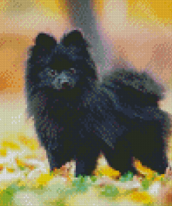 Mini Black Pomeranian Diamond Painting