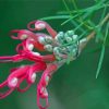 Pink Grevillea Flower Diamond Painting