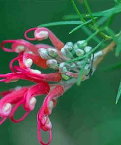 Pink Grevillea Flower Diamond Painting