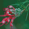 Pink Grevillea Flower Diamond Painting