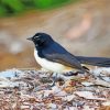 Aesthetic Willy Wagtail Bird Diamond Painting