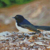 Aesthetic Willy Wagtail Bird Diamond Painting