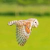 Barn Owl Wing Diamond Painting