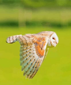 Barn Owl Wing Diamond Painting