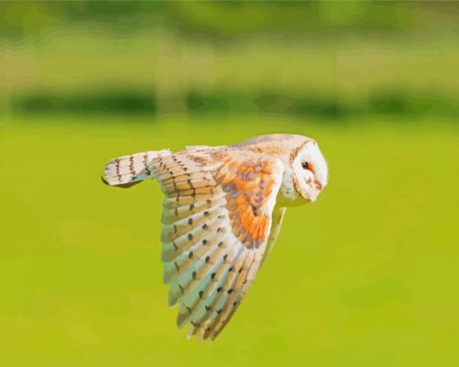 Barn Owl Wing Diamond Painting