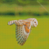 Barn Owl Wing Diamond Painting