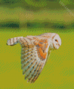 Barn Owl Wing Diamond Painting