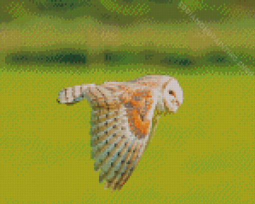 Barn Owl Wing Diamond Painting