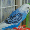 Blue Parakeet Budgie Diamond Painting