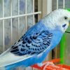 Blue Parakeet Budgie Diamond Painting