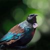 Close Up Tui Bird Diamond Painting