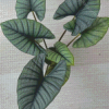 Green Alocasia Plant Diamond Painting