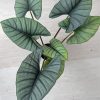 Green Alocasia Plant Diamond Painting