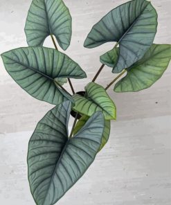 Green Alocasia Plant Diamond Painting