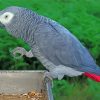 Grey African Parrot Bird Diamond Painting