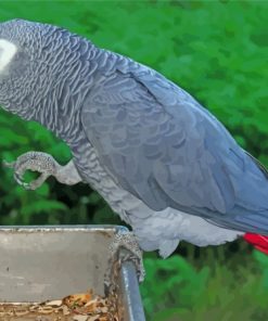 Grey African Parrot Bird Diamond Painting