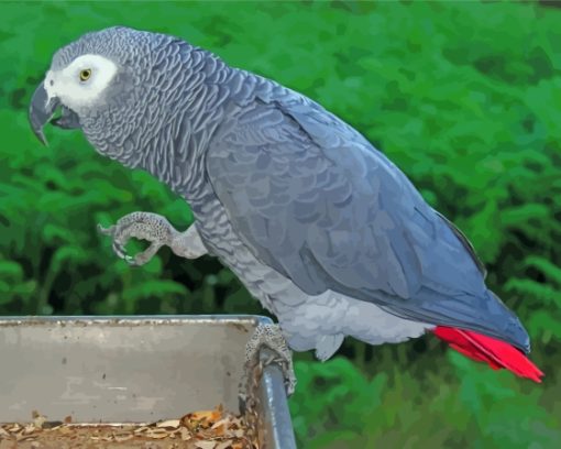 Grey African Parrot Bird Diamond Painting