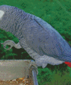 Grey African Parrot Bird Diamond Painting