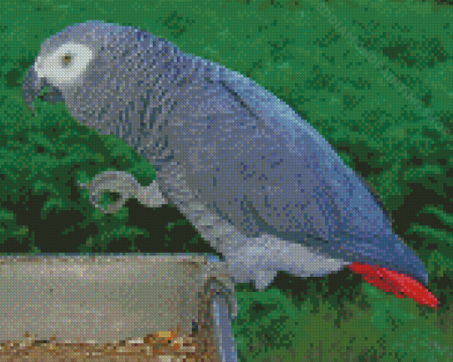 Grey African Parrot Bird Diamond Painting