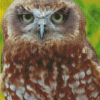 Ninoxe Boobook Owl Diamond Painting