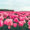 Pink Tulips Flowers In Field Diamond Painting