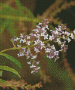 Aloysia Flowers Diamond Painting