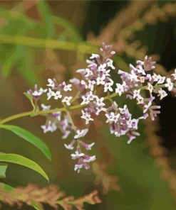 Aloysia Flowers Diamond Painting