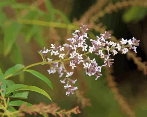 Aloysia Flowers Diamond Painting