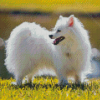 American Eskimo Diamond Painting