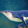 Australian Fairy Penguin Underwater Diamond Painting