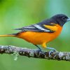 Baltimore Oriole Diamond Painting