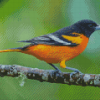 Baltimore Oriole Diamond Painting