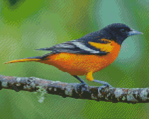 Baltimore Oriole Diamond Painting