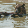 Bear Swimming In Water Diamond Painting