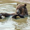 Bear Swimming In Water Diamond Painting