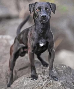 Black Patterdale Terrier Dog Diamond Painting