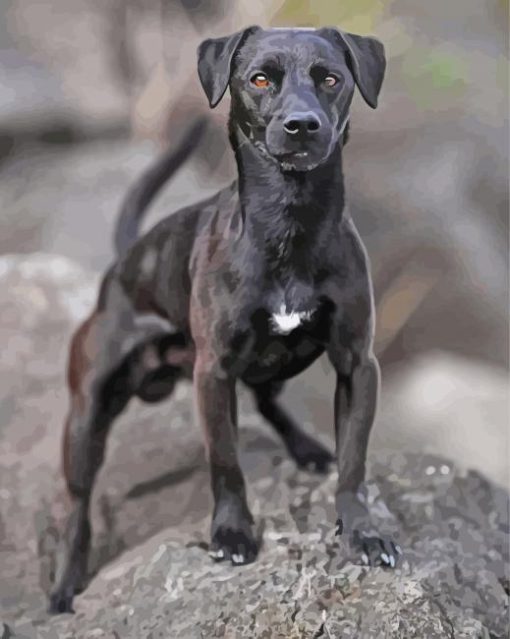 Black Patterdale Terrier Dog Diamond Painting