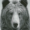 Black And White Bear Wildlife Diamond Painting