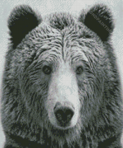 Black And White Bear Wildlife Diamond Painting