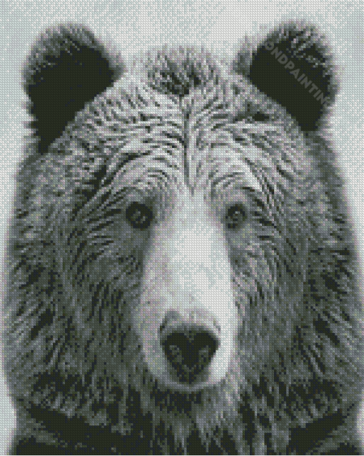 Black And White Bear Wildlife Diamond Painting