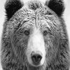 Black And White Bear Wildlife Diamond Painting