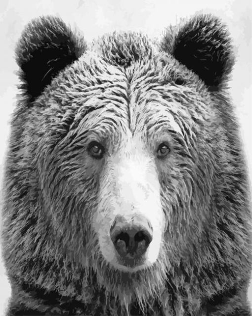 Black And White Bear Wildlife Diamond Painting