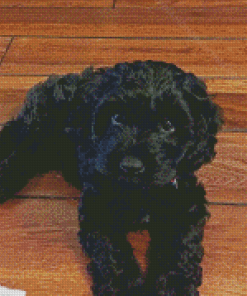 Black Cockapoo Puppy Diamond Painting