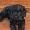 Black Cockapoo Puppy Diamond Painting